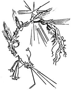 В этом мире я только прохожий… - i_023.jpg