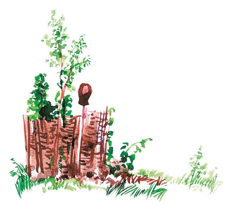 Черёмуха - i_019.jpg