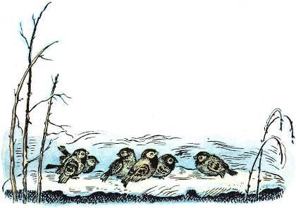 Черёмуха (худ. А. Парамоно) - _004.jpg