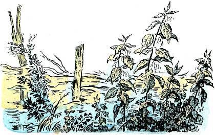 Черёмуха (худ. А. Парамоно) - _012.jpg