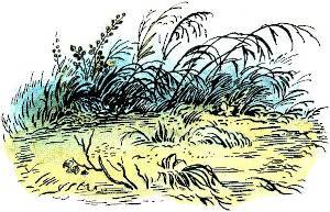 Черёмуха (худ. А. Парамоно) - _016.jpg