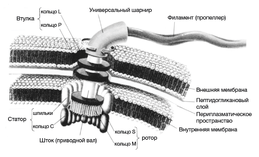 Черный ящик Дарвина: Биохимический вызов теории эволюции - i_003.png
