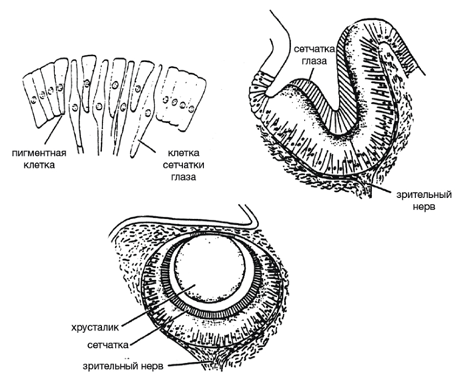 Черный ящик Дарвина: Биохимический вызов теории эволюции - i_004.png