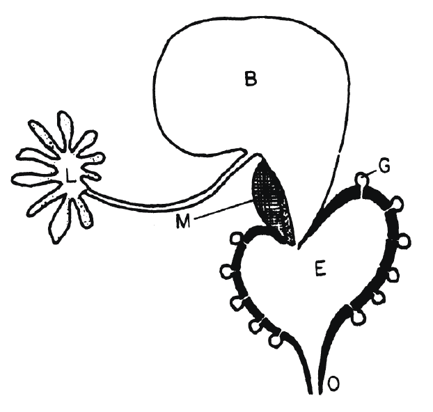 Черный ящик Дарвина: Биохимический вызов теории эволюции - i_010.png