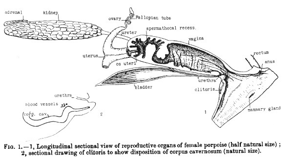 Секс в океане или Тайна зарождения жизни - i_009.jpg
