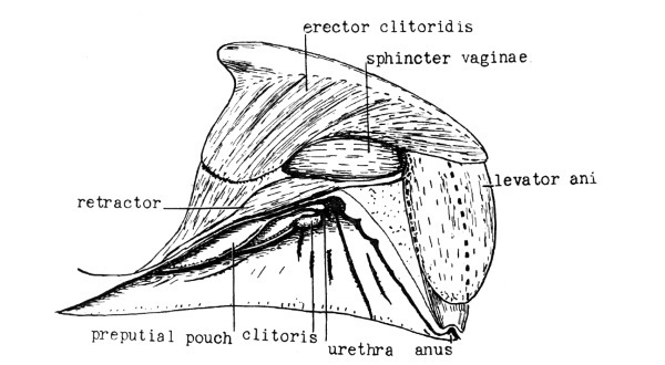 Секс в океане или Тайна зарождения жизни - i_010.jpg