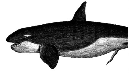 Секс в океане или Тайна зарождения жизни - i_011.jpg