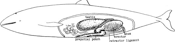 Секс в океане или Тайна зарождения жизни - i_012.jpg