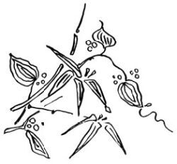 Канашибари. Пока не погаснет последний фонарь. Том 3 - i_004.jpg