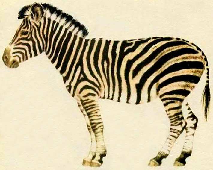 Маяковский детям - pict_025.jpg