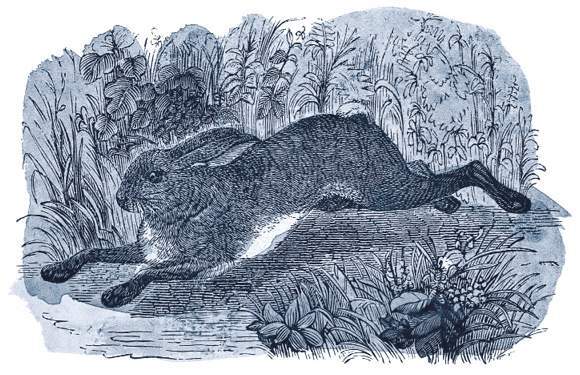 Легенды и сказания кельтов - i_035.jpg