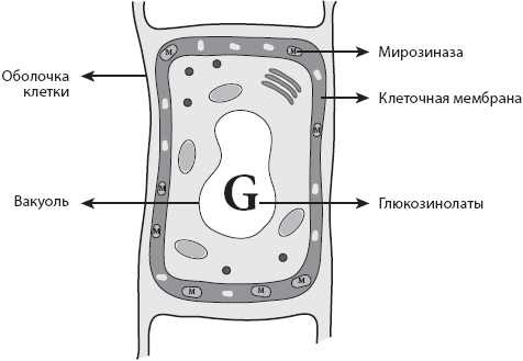 СуперИммунитет. Методика питания, которая укрепит здоровье, защитит от многих заболеваний и значительно продлит жизнь - _07.png