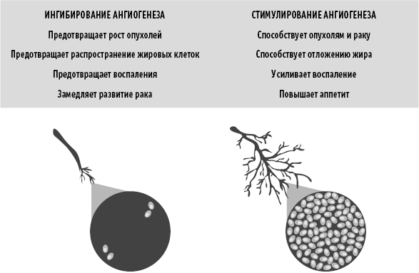СуперИммунитет. Методика питания, которая укрепит здоровье, защитит от многих заболеваний и значительно продлит жизнь - _09.png
