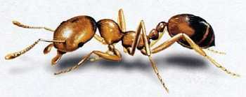 «Наука и Техника» [журнал для перспективной молодежи], 2007 № 11 (18) - _08.jpg_6