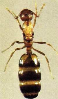 «Наука и Техника» [журнал для перспективной молодежи], 2007 № 11 (18) - _09.jpg_5