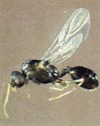 «Наука и Техника» [журнал для перспективной молодежи], 2007 № 11 (18) - _10.jpg_4