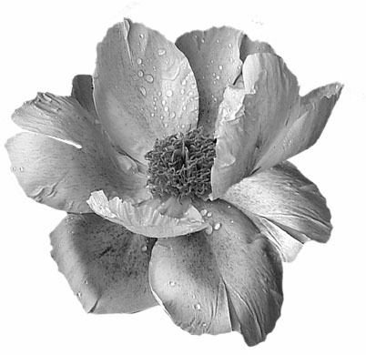 Профессор Астор - i_001.jpg