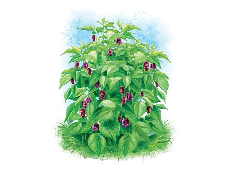 Правитель Подземного царства - i_006.jpg