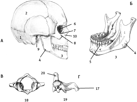 Говори свободно. Создавая совершенный голос - _6.png