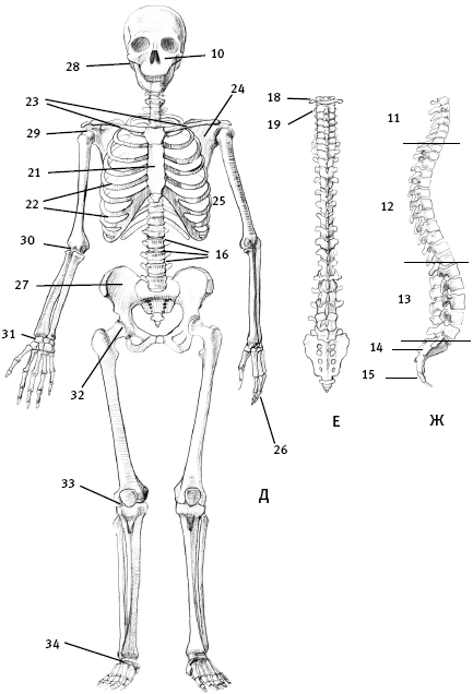 Говори свободно. Создавая совершенный голос - _7.png