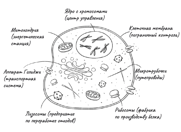 Почему мы умираем: Передовая наука о старении и поиск бессмертия - i_003.png