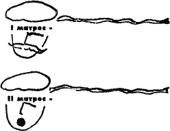 Том 1. Стихотворения, переводы - i_042.png