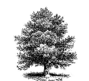 Смех сквозь слезы - i_058.jpg