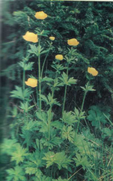 ЛІКАРСЬКІ РОСЛИНИ ПРИКАРПАТТЯ - doc2fb_image_02000012.jpg