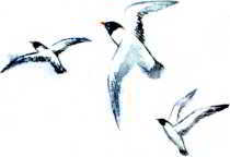 Пловец (Художник В. Стрижков) - _003.jpg