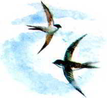 Пловец (Художник В. Стрижков) - _007.jpg