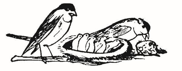 Большая книга чепухи - i_127.jpg