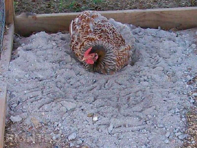 Драконий лекарь (СИ) - image33.jpg