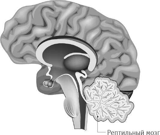 Как использовать возможности мозга. Для тех, кто хочет все успеть - i_006.jpg