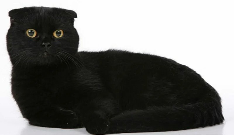 Дракон из Каэр Морхена (СИ) - image322.jpeg