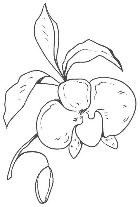 Пересмешник на рассвете. Книга 2 - i_008.jpg