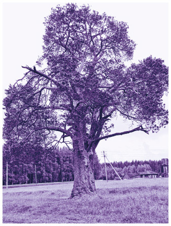 Мифы коми. От Пармы и небесной охоты до лесной колдуньи Ёмы и подземной чуди - i_018.jpg