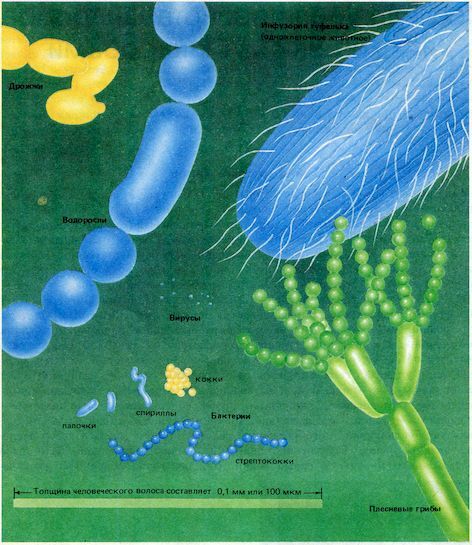 От пекарни до биофабрики. Обзор достижений биотехнологии - image0022.jpg