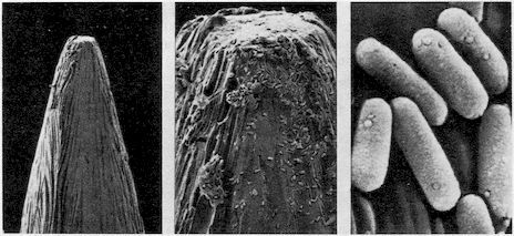 От пекарни до биофабрики. Обзор достижений биотехнологии - image0023.jpg