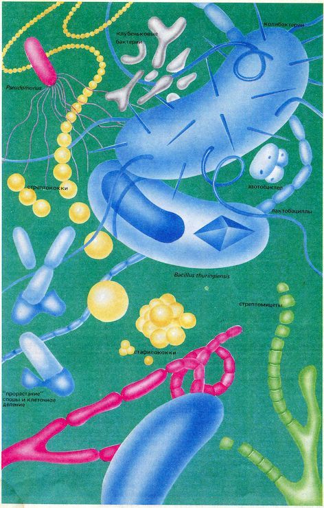 От пекарни до биофабрики. Обзор достижений биотехнологии - image0025.jpg