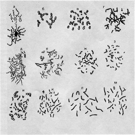 От пекарни до биофабрики. Обзор достижений биотехнологии - image0026.jpg