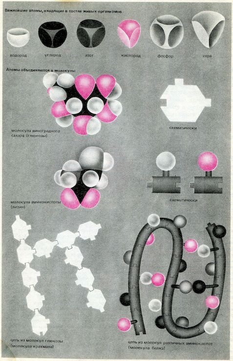 От пекарни до биофабрики. Обзор достижений биотехнологии - image0029.jpg