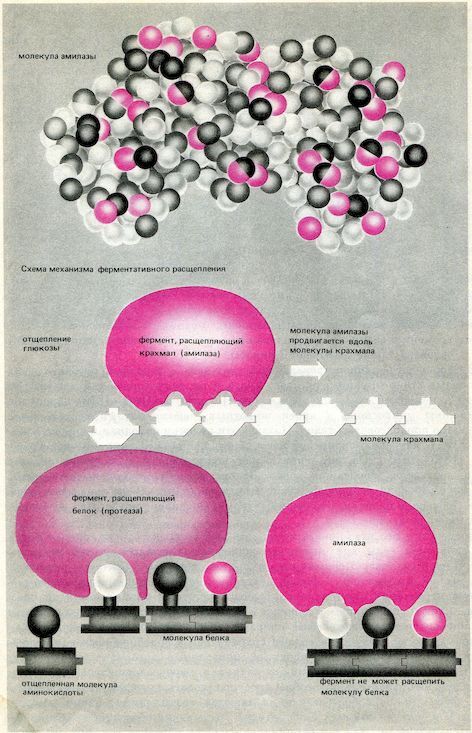От пекарни до биофабрики. Обзор достижений биотехнологии - image0031.jpg