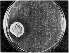 От пекарни до биофабрики. Обзор достижений биотехнологии - image0044.jpg