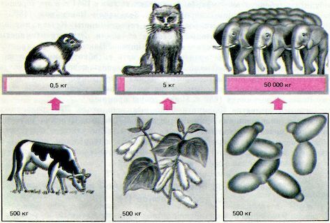 От пекарни до биофабрики. Обзор достижений биотехнологии - image0054.jpg