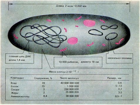 От пекарни до биофабрики. Обзор достижений биотехнологии - image0057.jpg