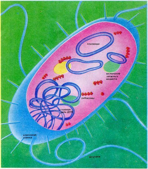 От пекарни до биофабрики. Обзор достижений биотехнологии - image0059.jpg