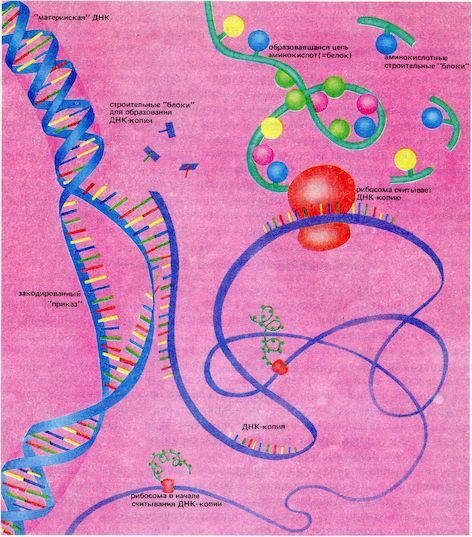 От пекарни до биофабрики. Обзор достижений биотехнологии - image0061.jpg