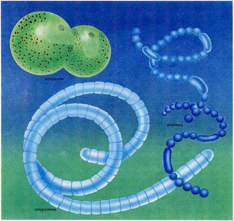 От пекарни до биофабрики. Обзор достижений биотехнологии - image0070.jpg