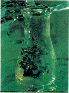 От пекарни до биофабрики. Обзор достижений биотехнологии - image0078.jpg