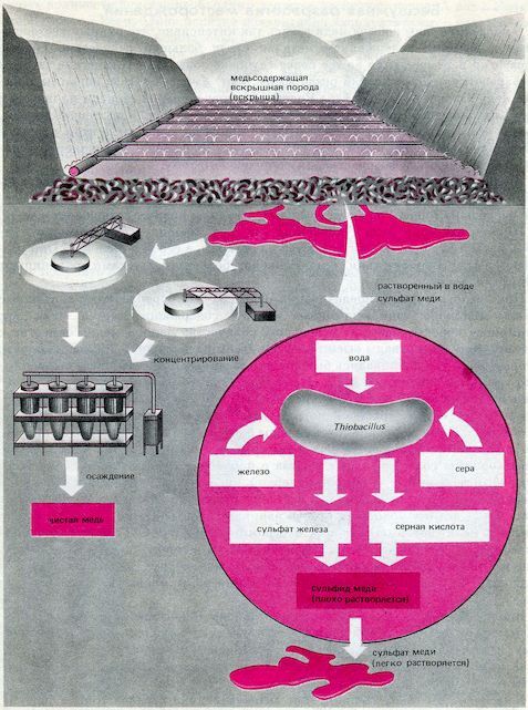 От пекарни до биофабрики. Обзор достижений биотехнологии - image0090.jpg